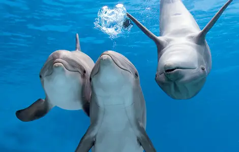 dolphin-lanuguage.jpg