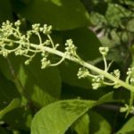 Research Shows ‘Thunder God Vine’ Compound Annihilates Cancer in 40 days