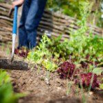 Conscious Gardening: Find Better Health In Your Own Organic Garden