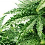 The Top 10 Health Benefits of Marijuana