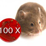 Live Flu Vaccines Increase Infectious Bacteria Counts 100-Fold in Mice