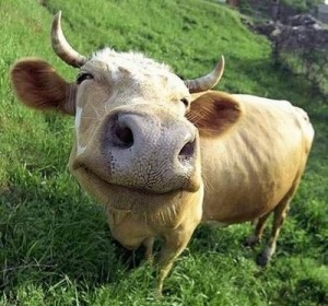 Happy Cow = healthy milk and butter