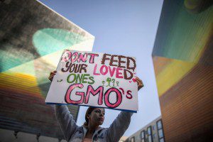 gmo 2 300x200 GMOs Encourage Weight Gain and Obesity, Researchers Discover