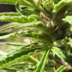 The Endocannabinoid System and How THC Kills Cancer