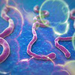 Ebola Virus – Natural Treatment Options the Mainstream Media Ignores