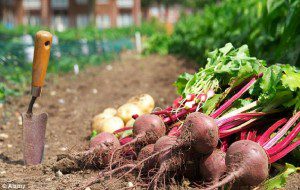 11 Vegetables Anyone Can Grow On Their Own