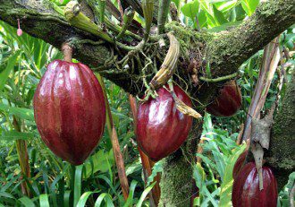 Amazing Health Benefits Dark Chocolate - Cacao