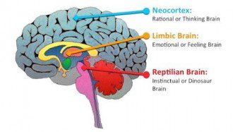 Scientists Discover Instinctive ''Reptilian'' Region of the Brain Directly Linked to Compassion, Happiness