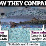 Genetically Modified Nature: GM Salmon Under Attack By Concerned Experts