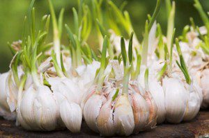 garlic sprouting