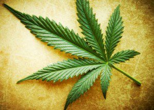 Marijuana-leaf