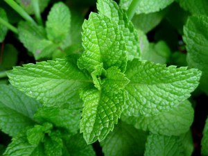 Mint leaves help bad breath