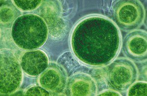 Micro-Algae: The Next Generation of Green Superfoods for Thriving in Toxic Times