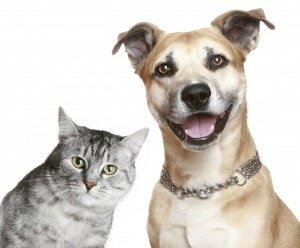 Staffordshire terrier and cat