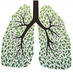 The 9 Best Herbs for Lung Cleansing and Respiratory Support