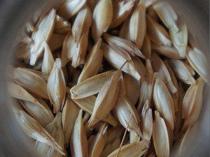 Einkorn-wheat