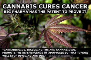 Cannabis Cancer