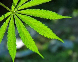 health benefits of hemp marijuana