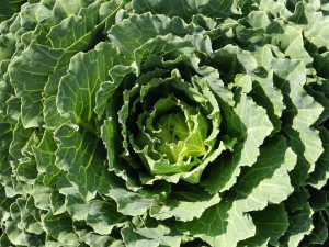 health benefits of organic kale