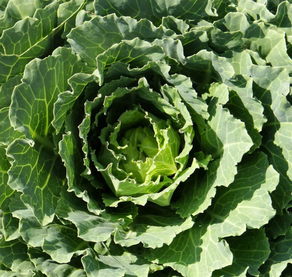 5 Amazing Health Benefits of Kale Wake Up World