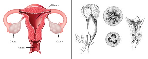 Ovarian Anatomy - Pomegranate
