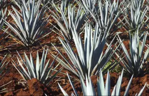 agave_plants_840_543_100
