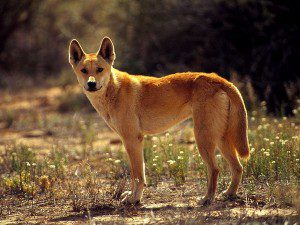 implications - dingoes not related to dogs