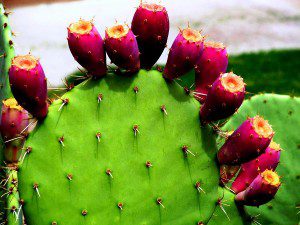 prickly-pear-cactus-with-fruit