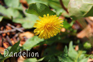 dandelions - guide to foraging for wild plants and flowers