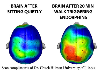 endorphins - the affect of a 20 minute walk on the brain