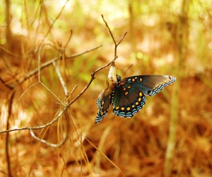 inevitable change - beautiful butterfly