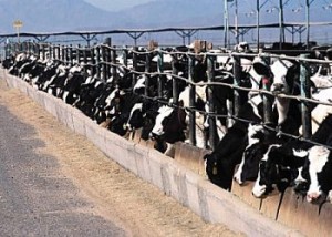 the alarming truth about supermarket meat - cattle in a feed lot