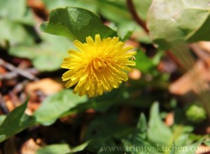 All about dandelions and their health benefits