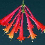 Honeysuckle: A Sweet-Scented Remedy that Calms Inflammation, Infection and Contagious Illness