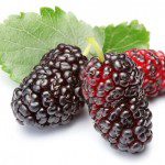 The Next Big Health Marvel: Mulberry Tames Cancer, Inflammation, Alzheimer’s and More