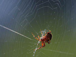 Synchronicity - Letting It Go - The Spider and The Fly