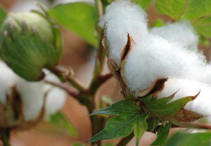 The Link Between GMO Cotton and Antibiotic-Resistant Gonorrhea