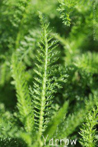 Yarrow - guide to foraging for wild plants and flowers