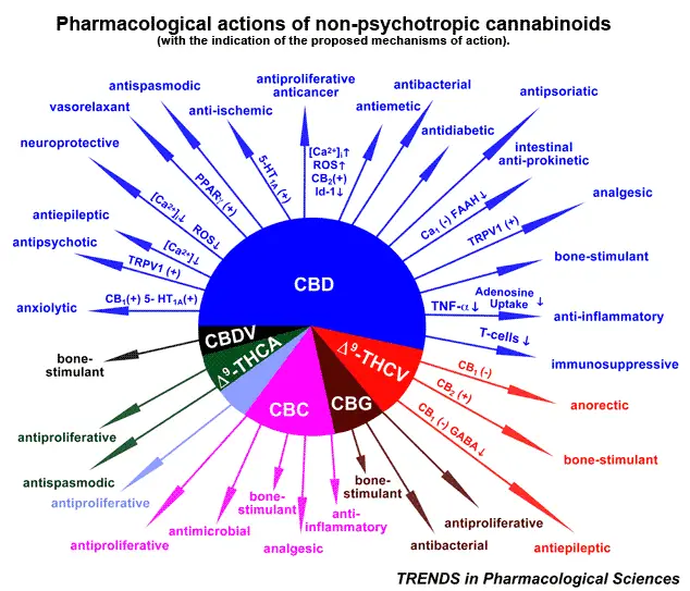 Cannabis Oil Cures Infant of Cancer - Pharmacological actions of non-psychotropic cannabinoids