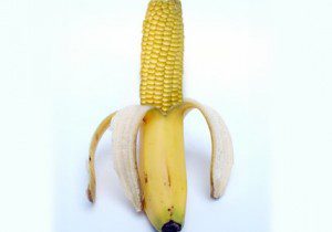 First Human Trials of Genetically Modified Bananas Underway