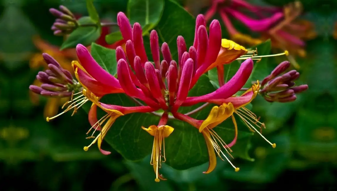 Honeysuckle Wake Up World