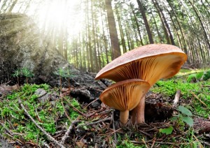 Medicinal Mushrooms - Ancient Knowledge, Modern Healing (Reishi)