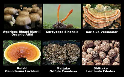 Medicinal mushroom varieties