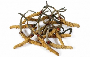 10 Amazing Superfoods - Harnessing Nature's Healing Potential - Cordyceps