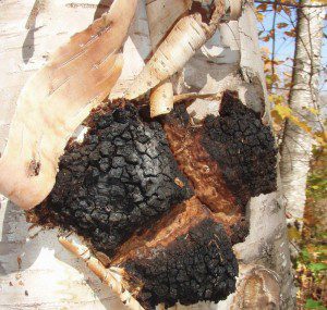 10 Amazing Superfoods - Harnessing Nature's Healing Potential - Chaga