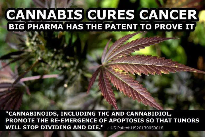 Cannabis Cures Cancer