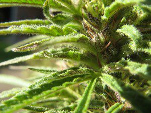 Endocannabinoid System and How THC Cures Cancer