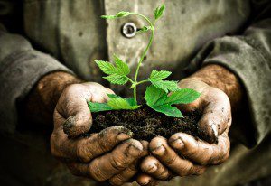 Old man hand holding a green young plant. Symbol of spring and ecology concept