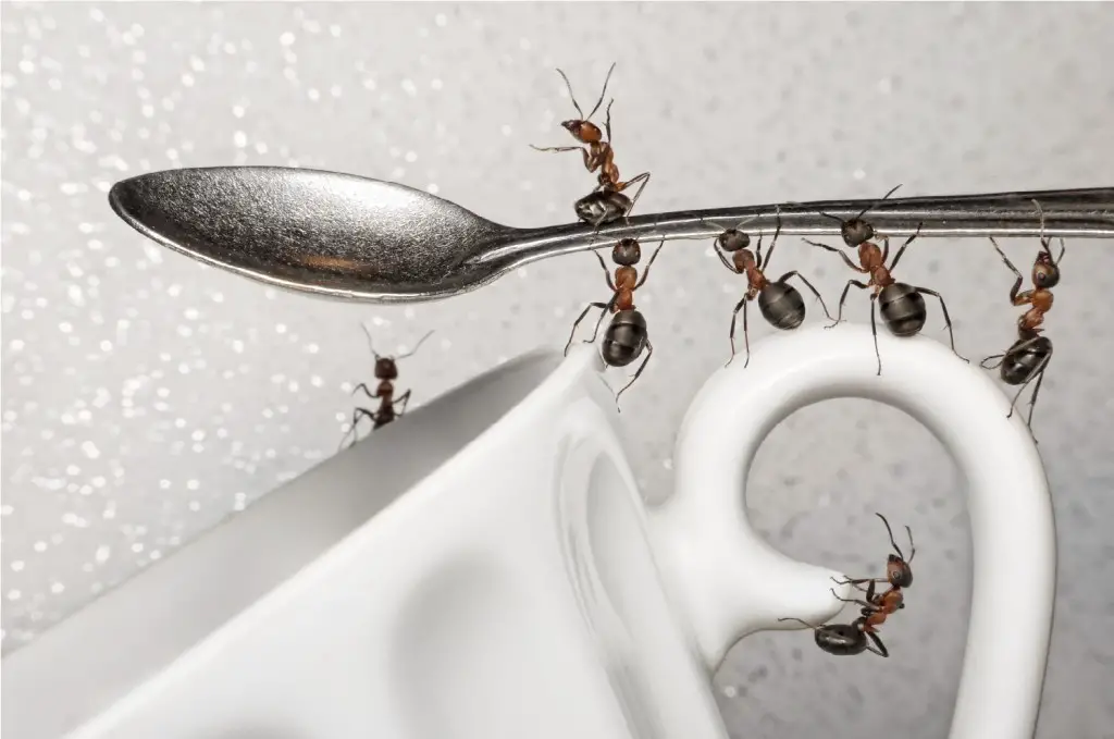 How to Keep Ants Out of Your Home - Naturally and Humanely