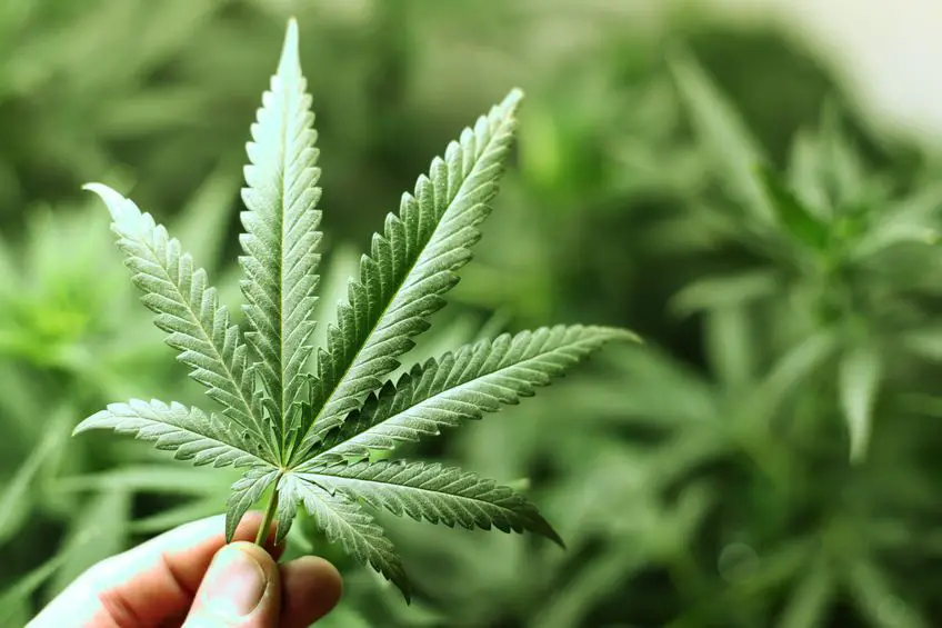 The Big "If" – What If Marijuana and Hemp Had Never Been Prohibited?